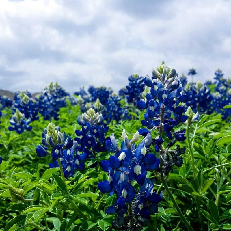 Pepper the fluffy cow
